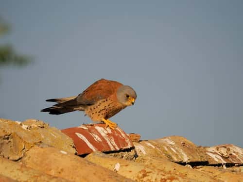 Lesser kestrel Falco naumanni, single male on roof, Spain, June