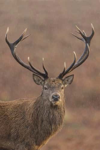 Red deer Cervus elaphus, stag looking alert in the rain, Bradgate Park, Leicestershire, October