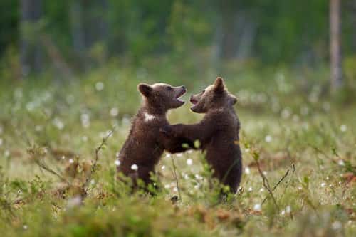 Eurasian brown bear Ursus arctos arctos, two cubs playfighting, Finland, June