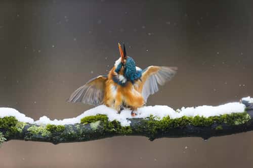 Common kingfisher Alcedo atthis, adult female perched on snow-covered branch shaking water from body, Suffolk, England, UK, March