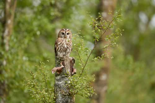 Tawny owl Strix aluco, wild bird perched in woodland setting on summer morning, Dumfries and Galloway, Scotland, UK, June