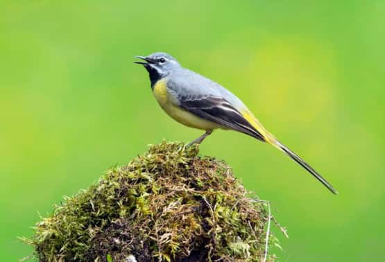 Grey wagtail Motacilla cinera, adult breeding male standing on stone wall calling to mate, Forest of Dean, Gloucestershire, May