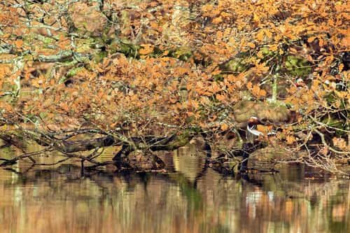 Mandarin duck Aix galericulata, breeding adult male perched in an Autumnal Oak Quercus robur tree reflected on an Autumnal pond, Cannop Ponds, Forest of Dean, Gloucestershire, November