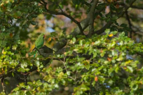 Ring-necked parakeet Psittacula krameri, adult perched in woodland canopy, Richmond Park, Greater London, October