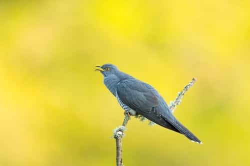 Common cuckoo Cuculus canorus, adult male perched and calling, Thursley Common, Surrey, May