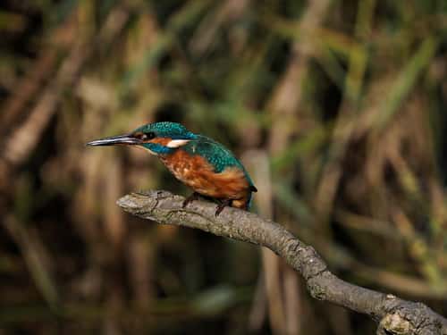 Kingfisher Alcedo atthis, adult female fishing from perch, side view about to fly, Holme, Norfolk, UK, October