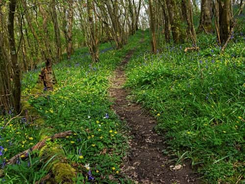 Track through mixed deciduous woodland with Bluebell Hyacinthoides non-scripta and Lesser celandine Ranunculus ficaria, Duncliffe Wood, Woodland Trust Nature Reserve, near Shaftesbury, Blackmoor Vale, Dorset, England, UK, April