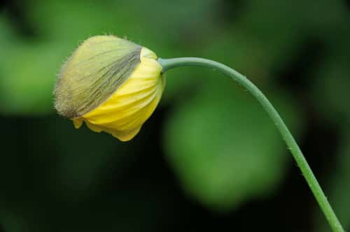 Welsh poppy Meconopsis cambrica, close-up of opening flower bud of plant growing at the base of stone wall in village street, Berwickshire, Scottish Borders, Scotland, UK, June