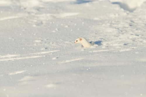 Least weasel Mustela nivalisa, adult, moving through snow, Pikla Linnumaja, Estonia, February
