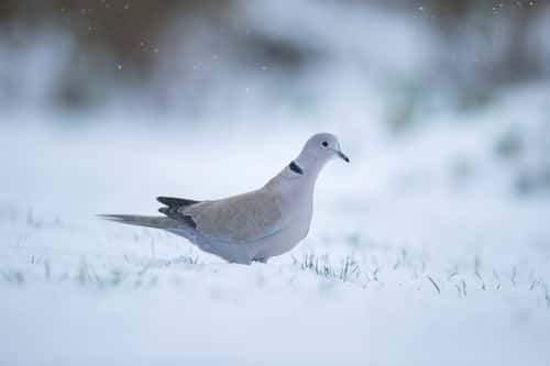 Collard dove Streptopelia decaocto, adult bird on a snow covered garden lawn, Suffolk, England, UK, February
