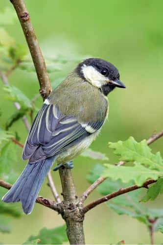 Great tit Parus major, young adult perched in oak sapling, Perthshire, Scotland, July