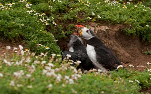 Puffin Fratercula artica, adult protecting young, Skomer, July