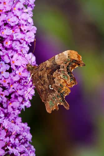 Comma Polygonia c-album, mature adult showing underside of wing and eponymous punctuation mark or white letter C at rest on Buddleia flower, Forest of Dean, Gloucestershire, July