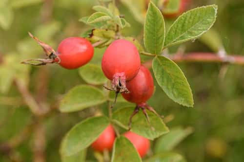 Rose hip berries Rosa canina, red berries, small group, close up. hedgerow, County Durham, August