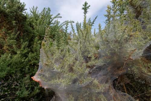 Gorse spider mite Tetranychus lintearius, silk tents shrouding a Common gorse bush Ulex europaeus, on heathland with massed mites gathering in clusters for dispersal, Dorset, England, September