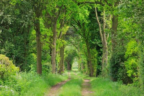 Country trail under an arch way of trees, Orgeave, Lichfield, England, May