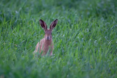 Brown hare Lepus europaeus, adult standing in a cereal crop, Suffolk, England, UK, June