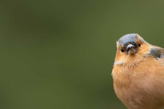 Chaffinch Fringilla coelebs, adult male bird head portrait, Yorkshire, England, UK, March