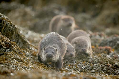 Otter Lutra lutra, family on the move on seaweed-covered shore, Shetland, Scotland, UK, October