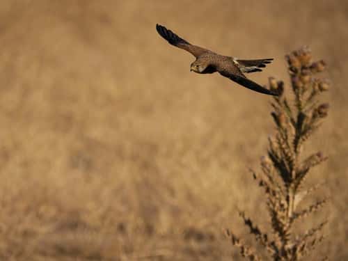 Lesser kestrel Falco naumanni, single female in flight, Spain, June