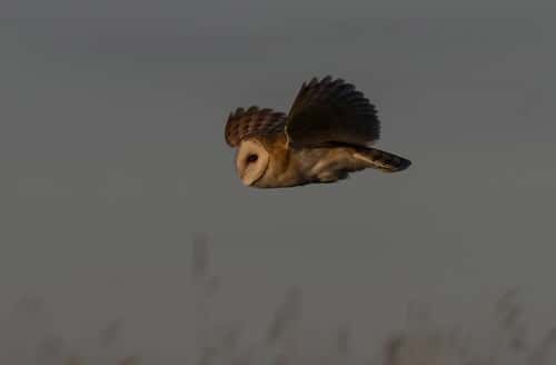 Barn owl Tyto alba, hunting in flight over rough grassland, Gloucestershire, England, UK, February