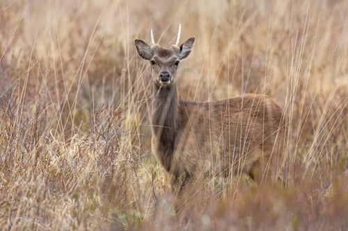 Sika deer Cervus nippon, immature male amongst heathland, Studland, Dorset, England, UK, May