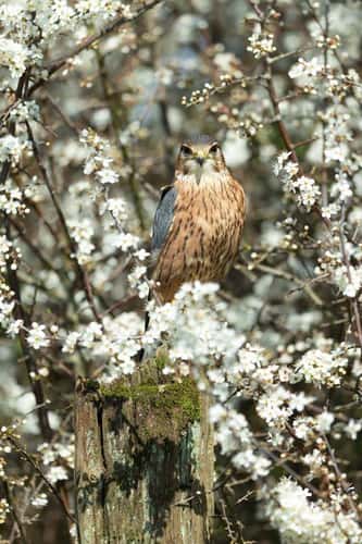 Merlin Falco columbarius (captive), adult male peched in hedgerow, Hawk Conservancy Trust, Hampshire, UK, April