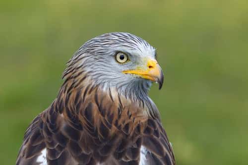 Red kite Milvus milvus, adult female profile, captive, Hawk Conservancy Trust, Andover, Hampshire, June