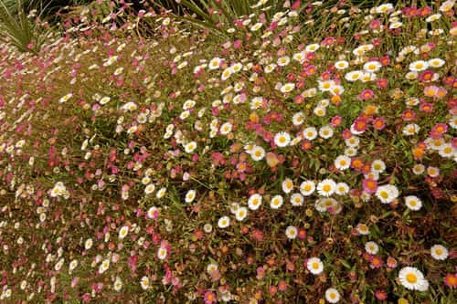 Mexican fleabane Erigeron karvinskianus, a South American plant naturalised in the UK, covering a garden wall, near Helford, The Lizard, Cornwall, UK, June
