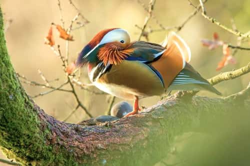 Mandarin duck Aix gellerica, breeding adult male roosting in a tree, female behind, Cannop Ponds, Forest of Dean, Gloucestershire, November