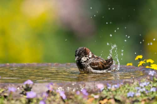 House sparrow Passer domesticus, male bathing in bird bath in garden, County Durham, July