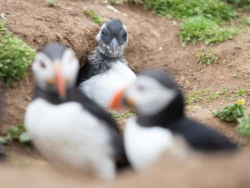 Atlantic puffin Fratercula arctica, adults and chick, 'Puffling' coming out of its burrow, Skomer Island, Pembrokeshire, Wales, June