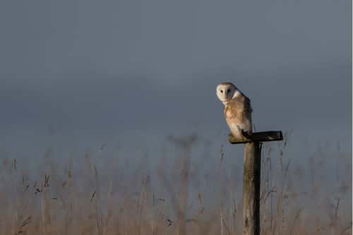 Barn owl Tyto alba, perched on wooden post within rough grassland, Gloucestershire, England, UK, April