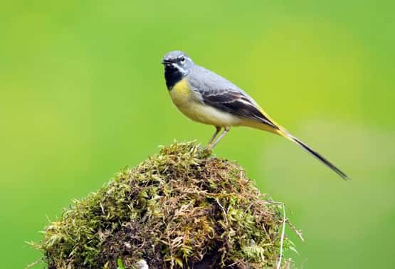 Grey wagtail Motacilla cinera, adult breeding male standing on mossy stone calling to mate, Forest of Dean, Gloucestershire, May