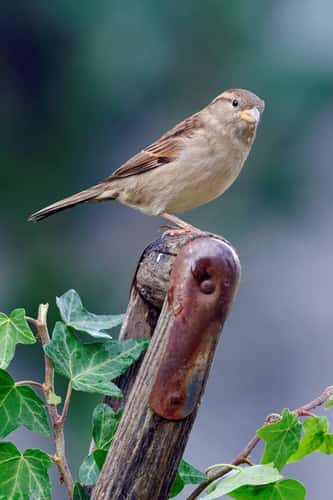 House sparrow passer domesticus, perched on garden fork handle, Hertfordshire, October
