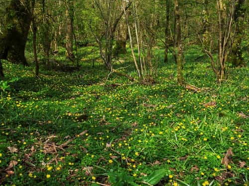 Lesser celandine Ranunculus ficaria, in mixed deciduous woodland, Duncliffe Wood, Woodland Trust Nature Reserve, near Shaftesbury, Blackmoor Vale, Dorset, England, UK, April