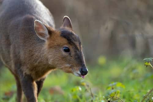 Muntjac deer Muntiacus reevesi, adult sticking its tongue out, Suffolk, England, UK, January