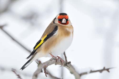 Goldfinch Carduelis carduelis, perched on twigs in garden hedge in snowy weather, Berwickshire, Scottish Borders, Scotland, UK, December