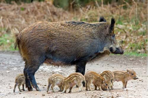 Wild boar Sus scrofa, mature breeding female guards her newbirn piglets on a woodland tracck in daylight, Forest of Dean, Gloucestershire, March