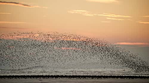 Knot Calidris canutus, flocking as high tide approaches over The Wash at sunset, RSPB Snettisham Nature Reserve, Norfolk, England, UK, September