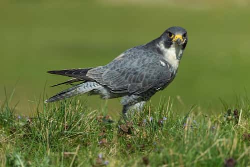 Peregrine falcon Falco peregrinus (captive), adult male feeding on kill, Hawk Conservancy Trust, Hampshire, UK, April