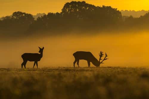 Red deer Cervus elaphus, stag and hind on misty morning, Richmond Park, Greater London, October