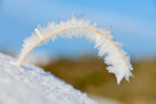 Heavy build up of hoar frost on a single stem of dead grass, Berwickshire, Scotland, UK, December