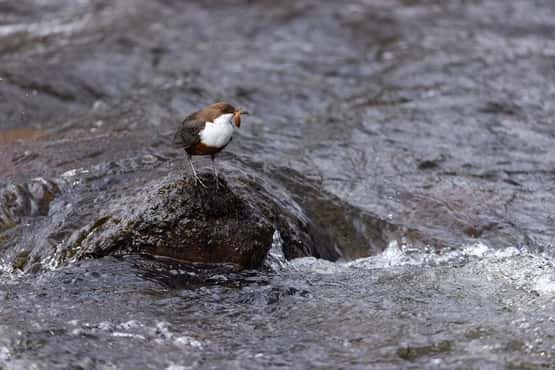 White-throated dipper Cinclus cinclus, adult carrying food, Glen Aros, Isle of Mull, Scotland, UK, April