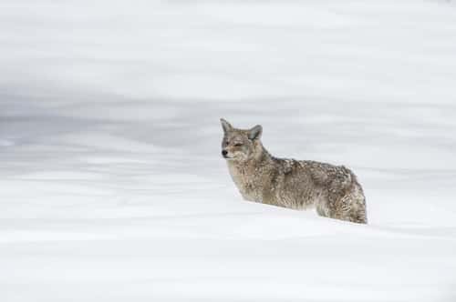Coyote Canis latrans, male looking for food, Yellowstone, USA, February