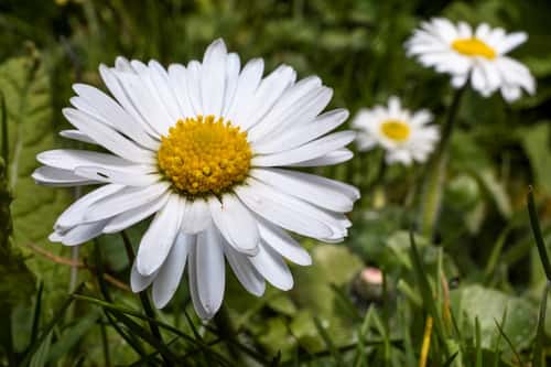 Common daisy Bellis perennis, wide angle macro group image, rural garden, Hertfordshire, England, UK, March