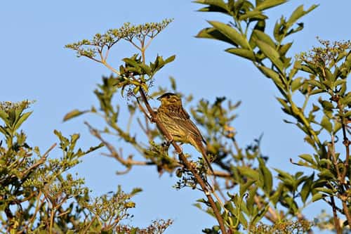 Yellowhammer Emberiza citrinella, adult female perched in elderberry, side view, Stibbard, Norfolk, UK, June