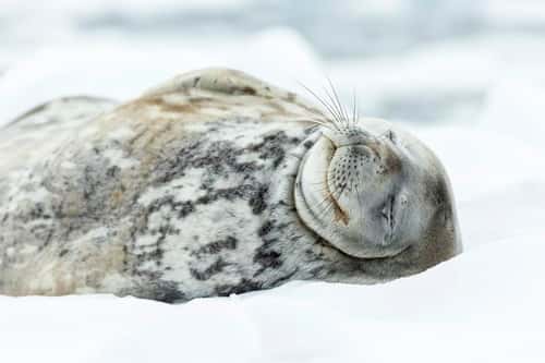 Weddell seal Leptonychotes weddellii, hauled out on ice floe, Cierva Cove, Graham Land, Antarctica, January