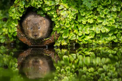 Water vole Arvicola terrestris, adult emerging from rusty pipe, Kent, September