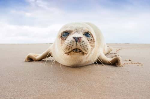 Common seal Phoca vitulina, adult alone on a beach, Donna Nook, Lincolnshire, February
